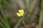 Yelloweyed grass